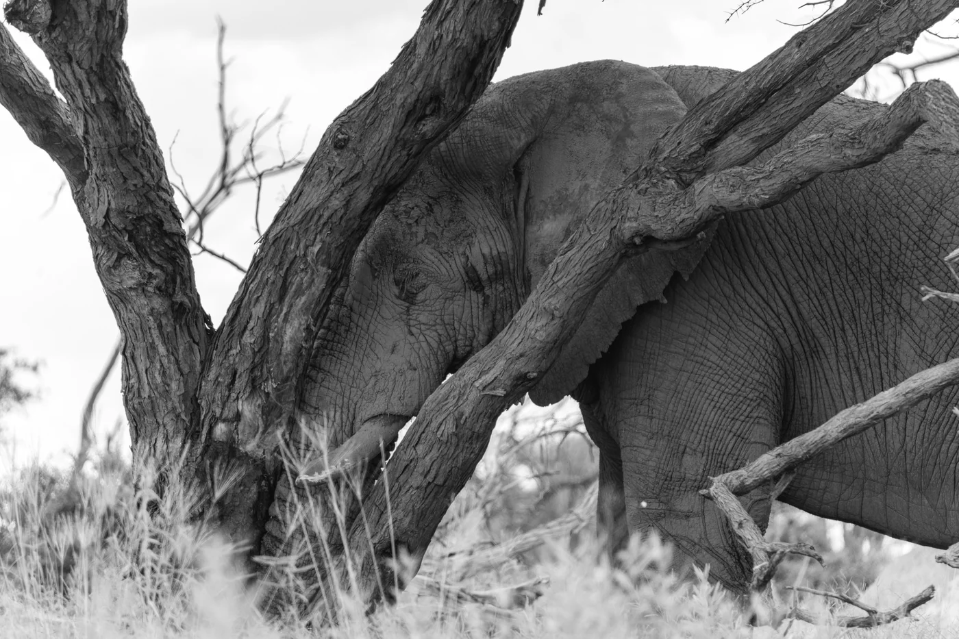 Black-and-white photo of an elephant beside a tree